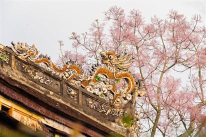 Hoa ngô đồng Huế – Sắc hoa vương giả giữa đất cố đô